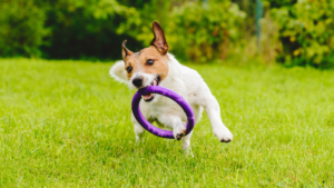 Dog playing at doggy daycare