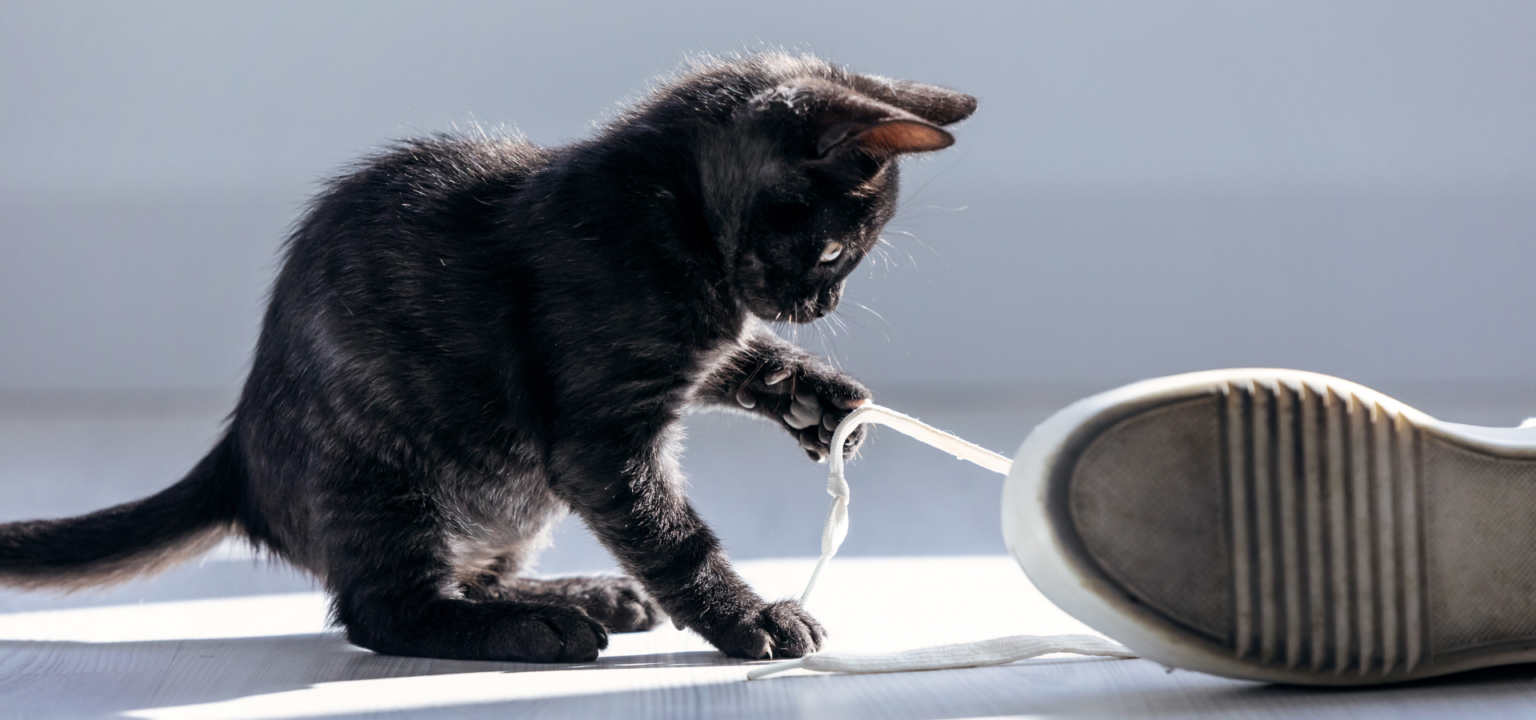 A Guide to Kitten Behavior Is That Normal? Coastal Paws